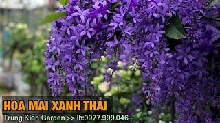 Hoa Mai xanh Thái -Trung kiên garden zalo 035.42.55055 & 0977.999.046