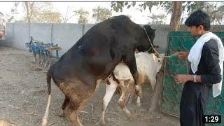 Big Bull And Small Cow Meeting First Time Amazing Video2022#animalmating#animalplanet#cowmating#bull