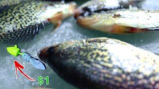 Ice Fishing HUGE School of First Ice Crappies Underwater Footage