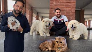 Cats And Dogs Ki Shipment A Gye Scottisg Fold Cat Russian Dogs And All Dogs Breed In Pakistan