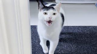 Cat Meowing