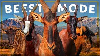 All 6 Species of Beest & The Greatest Migration on Earth