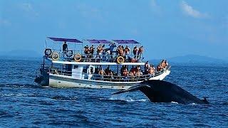 Whale Watching in Mirissa Sri Lanka