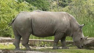 Носорог - Носорози в България 4К Видео