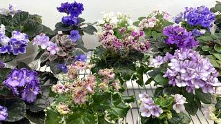 African Violets - All About Sports