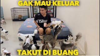 KUCING GAK MAU KELUAR TAKUT KIRAIN MAU DIBUANG