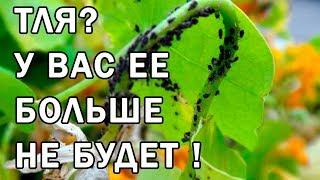 Как избавиться от тли на огороде