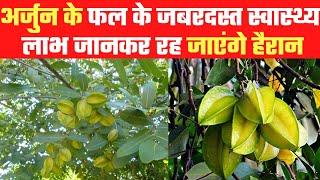 Arjun Fruit Benefits अर्जुन के फल के जबरदस्त स्वास्थ्य लाभ जानकर रह जाएंगे हैरान