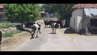 Güzel Köyüm  Ulubey Dutluca Köyü