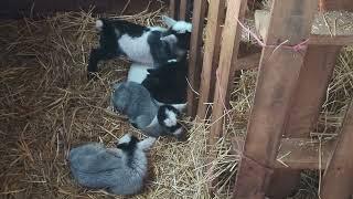 New Baby Goats Sleeping - Miracle That All of Them Are With Us