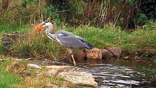 Heron caught in the Act eating fish from garden pond