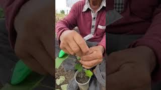 Grapevine Grafting aka cerita cantuman pokok anggur