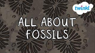 What are Fossils? for Kids  Twinkl USA