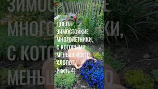 Ч4. ЗИМОСТОЙКИЕ ЦВЕТЫ МНОГОЛЕТНИКИ с которыми меньше всего хлопот #красивые #цветы #сад