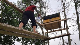 Build a pigeon house in a tree