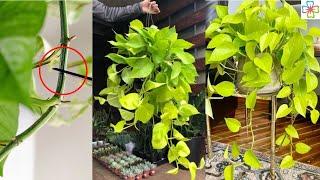 How to Prune Pothos So They Grow More   Pothos Pruning Tips