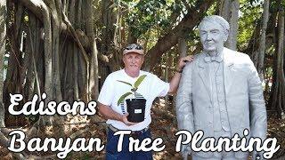 How to plant a Banyan Tree - Part 1