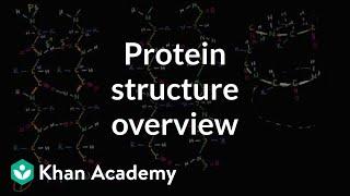 Overview of protein structure  Macromolecules  Biology  Khan Academy