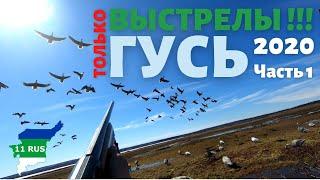 Без лишнего только стрельба в лёт по гусю. Охота из за сидки на болоте. Гусь 2020 г. часть 1.