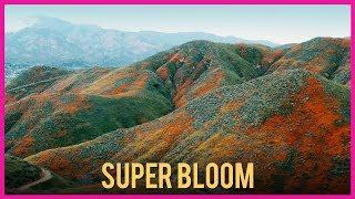 Super Bloom