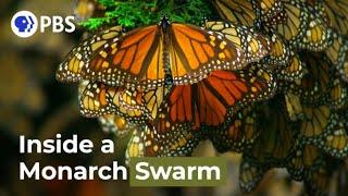 Watch a Breathtaking Monarch Butterfly Swarm