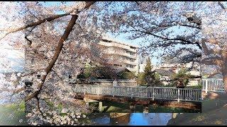 Step sakura Tokyo2019