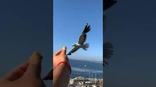 Seagulls Gaviotas hippocampo de visitas #seagulls #birds #seagull #nature #bird #sea