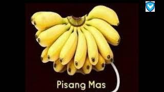 JENIS-JENIS PISANG YANG POPULER DI INDONESIA