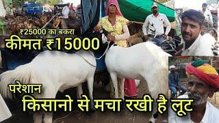 Big bakra mandi ajmer live update June 15 2024  eid goat  qurbani bakra market  eid goat