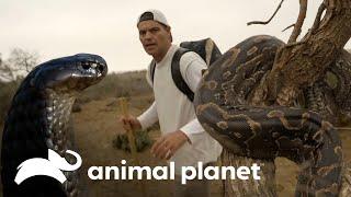 Frank desafía el peligro cuando se acerca a dos serpientes mortales  Wild Frank  Animal Planet