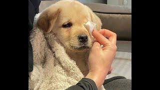  Dont cry Who hurt you?  Funny video with dogs cats and kittens 