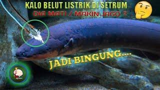 MATI atau Makin JAGO  Apa Jadinya Jika Belut Listrik Kesetrum