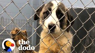 Giant Dog Who Lived In A Crate For 6 Years Freaks Out Over Her First Cheeseburger  The Dodo