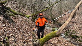 Cutting dry branches in the forest with Stihl HT 103 pole saw.  Emondor telescopic Stihl.