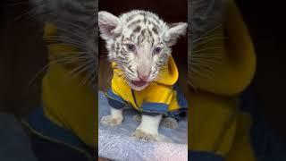 Beautiful Rear White Tiger Cub  Nouman Hassan 