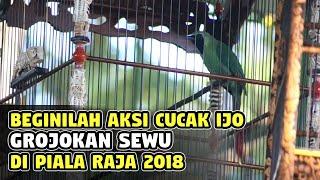 BEGINILAH AKSI CUCAK IJO GROJOKAN SEWU DI PIALA RAJA 2018