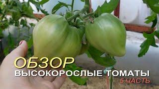 Обзор ВЫСОКОРОСЛЫХ томатов в теплице на начало ИЮЛЯ 5 часть.
