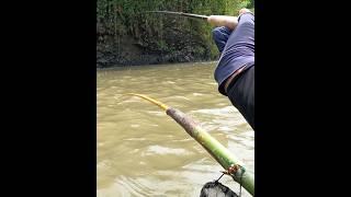 tehnik mancing luar biasa #mancingtehniknutul #nutulmelem #mancingmelem #amazingfishing #nilemmania