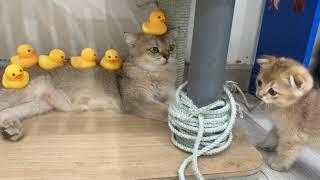 Cats and 8 rubber ducks are very cute