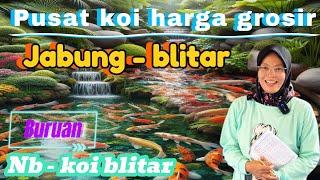 Jabung - blitar pusatnya ikan koi harga grosir di tempat ini  nb koi blitar