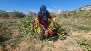 ÇAY ZAMANI DEĞİL KIRAĞI YAĞACAK  BAHÇE BOZUMU  BİRDE KİLİT BOZULDU  2 AYAĞIN 1 PABUCA GİRDİĞİ GÜN