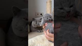 British shorthair cat father and son  COPYCAT #britishshorthair #catlover #cat #kitten #littlecat