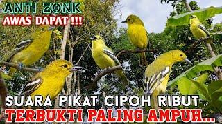 Suara pikat sirtu paling ampuh dijamin ngumpul anti gagal anti zonk  suara pikat cipoh ribut