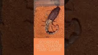 Wow scorpion skin change time lapse #shorts
