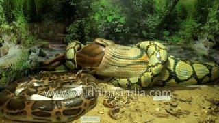 Guindy Snake Park - India’s first reptile park in Chennai