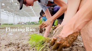 Planting Rice Experience    Daily Life in Japan  Relax with Me