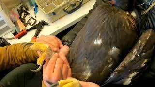 Raptor Research Rogers Pass Montana