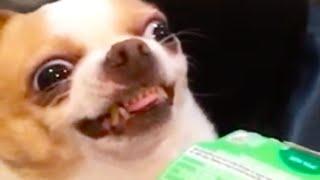 DOG LOVES GUM  FUNNY ANIMALS