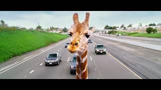 The Hangover - Part III 2013 Giraffe Scene