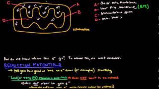 Electron Transport Chain Part 1 of 3 - Introduction and Reduction Potentials